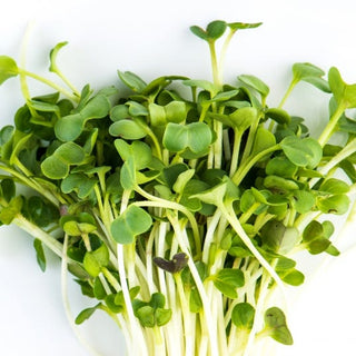 Mumm's Sprouting Radish Daikon 100g
