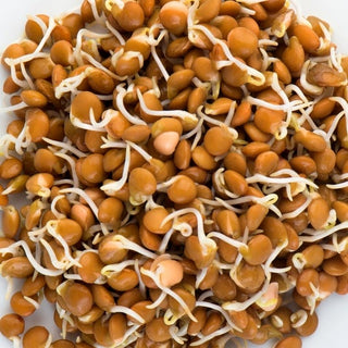 Mumm's Sprouting Crimson Lentils 125g