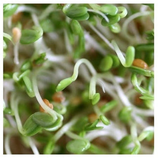 Mumm's Sprouting Red Clover 125g