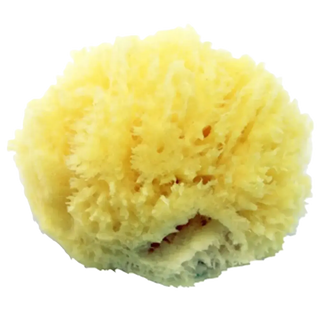 Axel Kraft Natural Sea Sponge